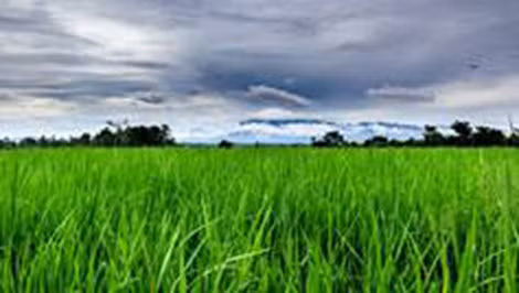 Ruộng lúa trên đảo Buru bị đe dọa bởi nguồn nước nhiễm thủy ngân. Ruộng lúa trên đảo Buru bị đe dọa bởi nguồn nước nhiễm thủy ngân.