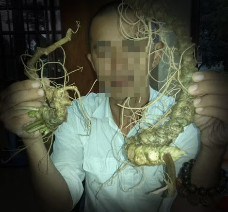 Củ sâm Ngọc Linh thật còn nguyên thân lá và củ ráy được "mông má" thành sâm Ngọc Linh rừng nhiều năm tuổi có giá trên 70 triệu đồng/kg.