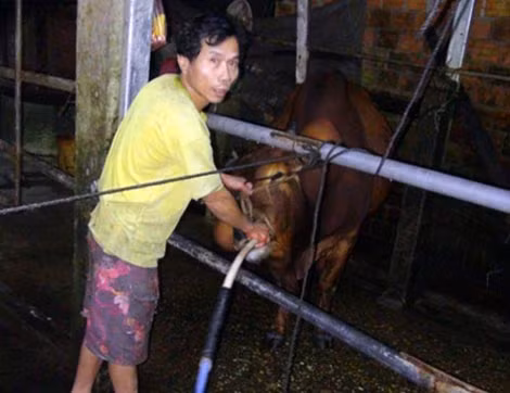 Bơm nước vào miệng bò.