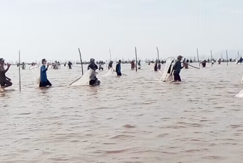 Hàng trăm người dân từ khắp nơi kéo về xã Đất Mũi, huyện Ngọc Hiển (Cà Mau), cào nghêu giống.