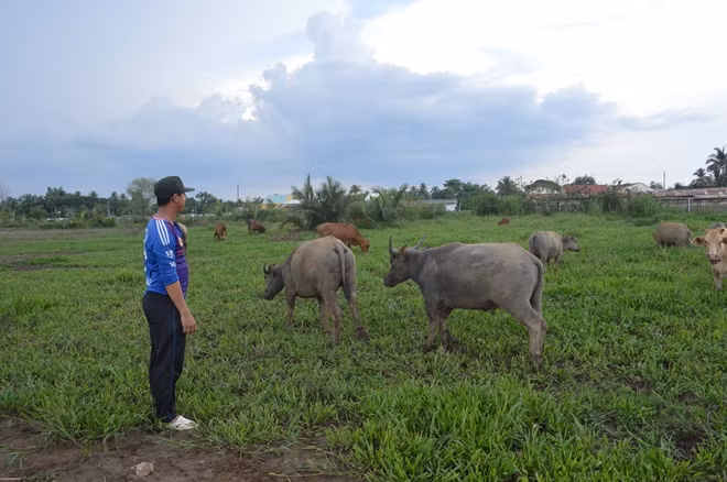 Đàn trâu, bò khoảng 20 con của Phòng PK20 Công an tỉnh Sóc Trăng.