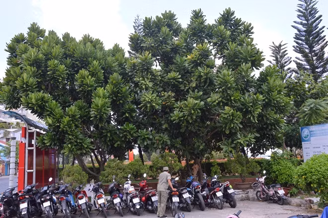 Những cây bàng vuông từ Trường Sa, được trồng ở bến Ninh Kiều (Cần Thơ) 8 năm trước giờ đã đơm bông kết trái.