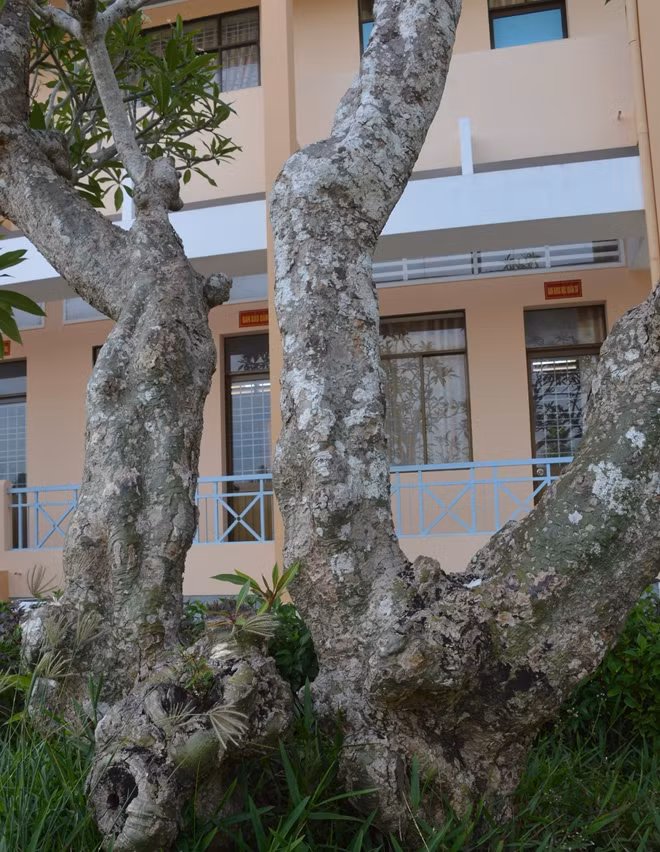 Trong khu vực căn nhà còn 2 cây hoa sứ cổ thụ.