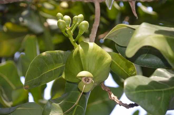 Trái cây bàng vuông ở bến Ninh Kiều (Cần Thơ).