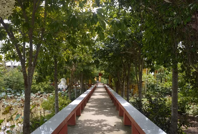 Hàng cây sala xanh mát trong chùa.