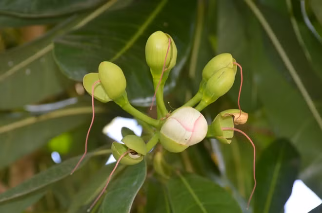 Hoa của cây bàng vuông ở bến Ninh Kiều (Cần Thơ).