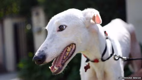 Con chó Napoleon được Greyhound Rescue nuôi dưỡng.