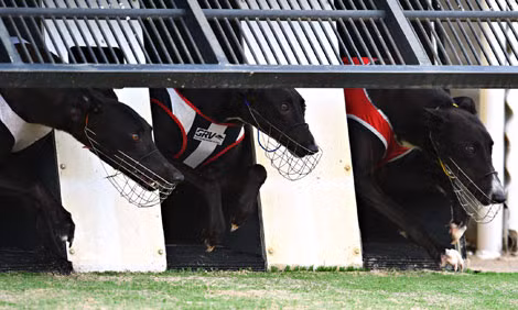 Chó đua greyhound trước cuộc đua.