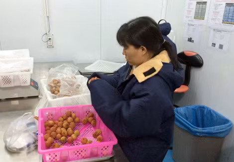 Trái vải tươi của Việt Nam trong quá trình chuẩn bị để xuất khẩu sang Úc. Trái vải tươi của Việt Nam trong quá trình chuẩn bị để xuất khẩu sang Úc.