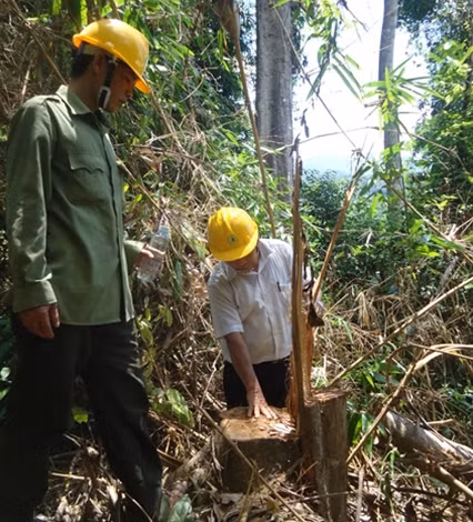 Một cây gỗ tại tiểu khu 20 rừng đặc dụng Bà Nà - Núi Chúa bị lâm tặc đốn hạ còn trơ gốc.
