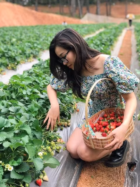 Nữ du khách tự mình thu hoạch những trái dâu tây ngon nhất tại Phoenix Resort Mộc Châu. Ảnh: FBNV