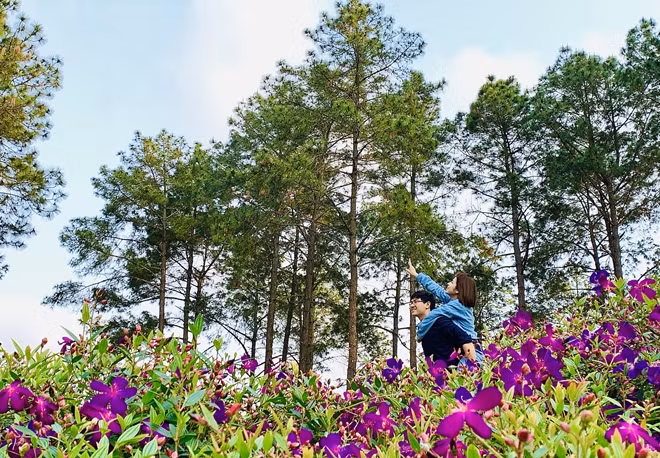 Tại Phoenix Resort Mộc Châu, du khách thỏa sức đắm mình trong khung cảnh tuyệt đẹp của cây cối, hoa cỏ.