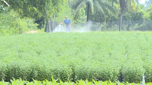 Nhà vườn xử lý để hoa không bị vàng đọt.