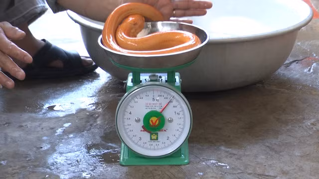 Lươn vàng nặng gần nửa kg được nông dân Vĩnh Long bắt.