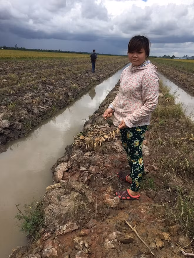 Hàng ngàn gốc cam sành bị chặt phá do thù tức cá nhân.