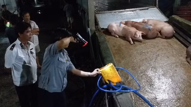 Lực lượng chức năng phát hiện, bắt quả tang lái heo đang bơm thức ăn tăng trọng.