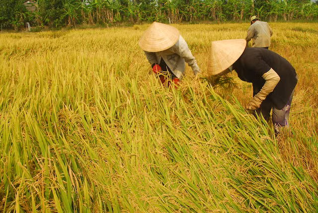 Lĩnh vực nông nghiệp, thế mạnh của ĐBSCL nhưng sức hấp dẫn đầu tư còn hạn chế. Lĩnh vực nông nghiệp, thế mạnh của ĐBSCL nhưng sức hấp dẫn đầu tư còn hạn chế.