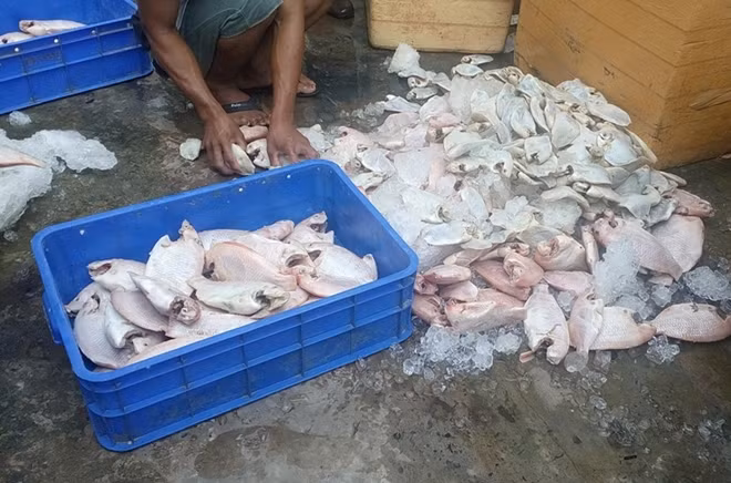 Chủ cơ sở thừa nhận, số cá này nếu không bị phát hiện sẽ chế biến thức ăn cho công nhân.