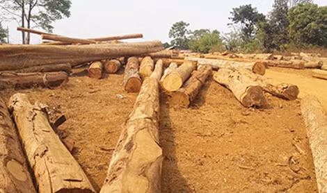 Hiện trường bãi gỗ không có giấy tờ hợp pháp.