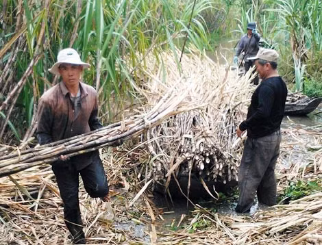 Thu mua mía tại huyện Phụng Hiệp (Hậu Giang). Thu mua mía tại huyện Phụng Hiệp (Hậu Giang).