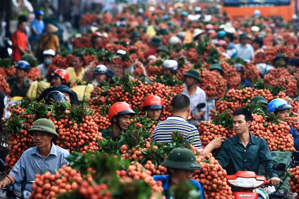 Nông dân vẫn chật vật nỗi lo được mùa, mất giá. Ảnh: Quý Đoàn.