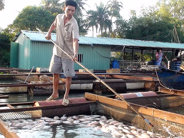 Người nuôi vớt cá chết trong lồng bè.