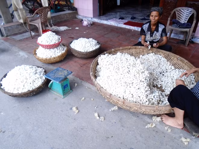 Là một trong những hộ gia đình ươm tơ nhiều nhất làng Cổ Chất, nghệ nhân Nguyễn Thị Yến đặc biệt quan tâm tới khâu phân loại kén tằm để có được sản phẩm tơ đạt chất lượng cao nhất.