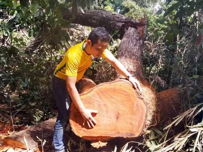 Hiện trường 1 vụ phá rừng tại huyện Kbang, Gia Lai.