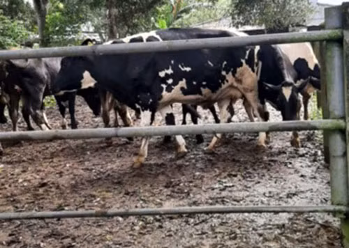Hiệu quả sản xuất kinh doanh năm 2018 của Công ty Bò sữa đạt thấp.