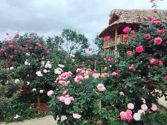 Những vườn hồng cổ Sa Pa là nơi tỏ tình thơ mộng (Ảnh: laocaitourism.vn)