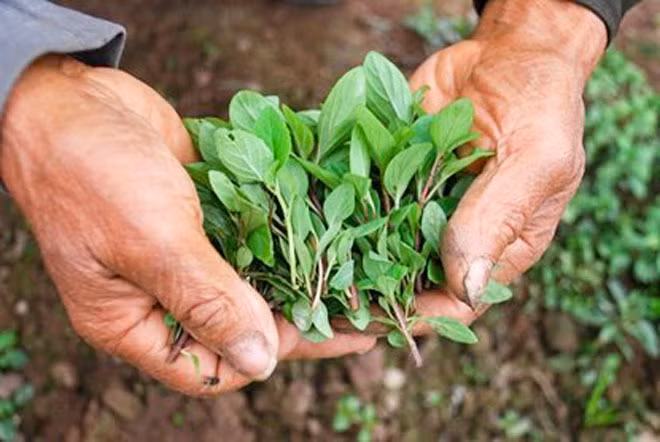 Liệu đây có phải là những nhánh húng Láng cuối cùng của đất kinh kỳ.