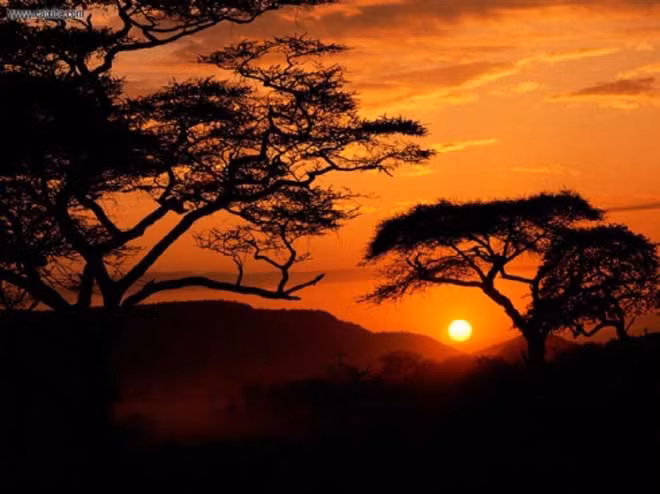 Cảnh hoàng hôn ở công viên quốc gia Serengeti, Tanzania.