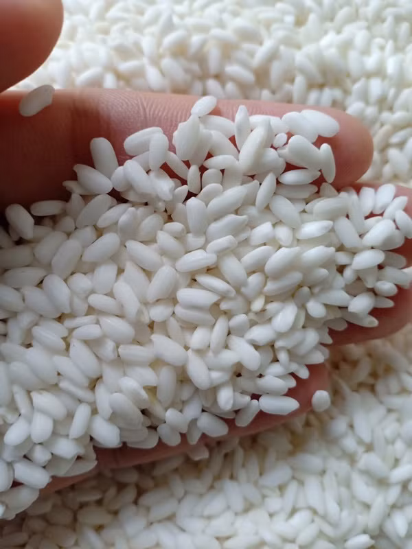 Những hạt nếp cái hoa vàng, bóng bẩy và mỡ màng hấp dẫn như nhộng ong.