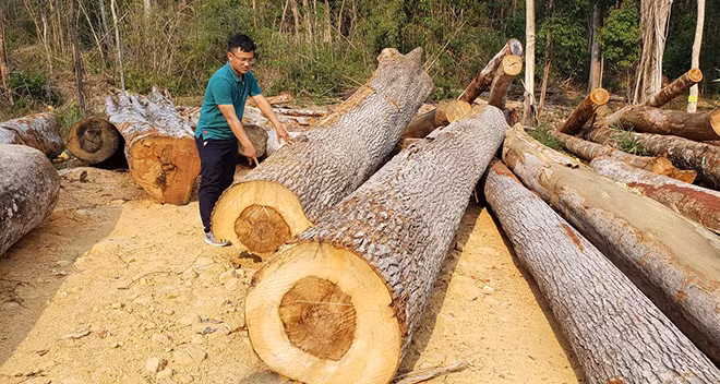 Gỗ tại 1 dự án tận thu trên địa bàn tỉnh Kon Tum.