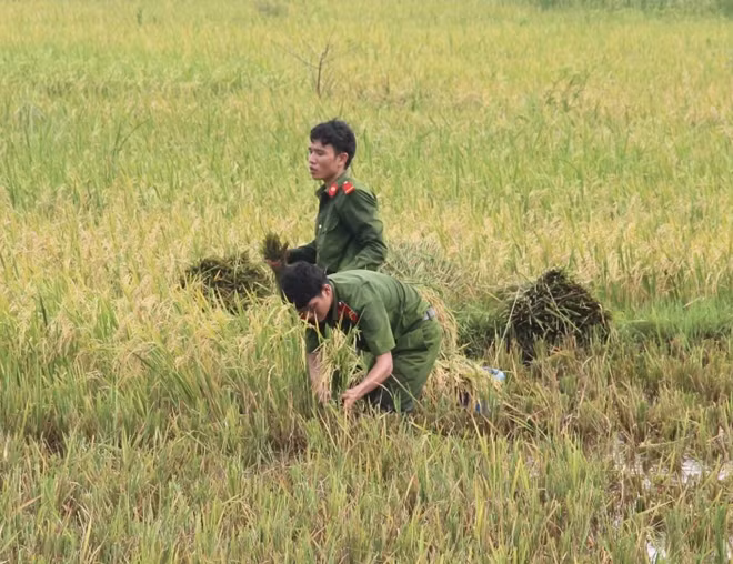 Sắc áo CAND trên những cánh đồng ở xã Vĩnh Trung, Vĩnh Linh, Quảng Trị. Sắc áo CAND trên những cánh đồng ở xã Vĩnh Trung, Vĩnh Linh, Quảng Trị.