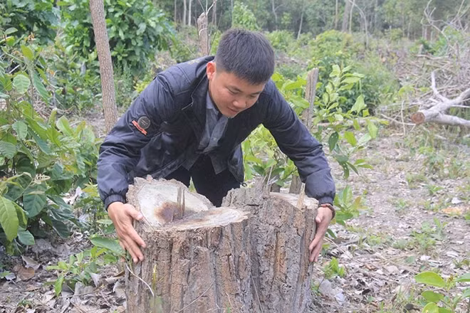 Hiện trường 1 vụ xâm hại rừng phòng hộ tại xã Hbông, huyện Chư Sê.