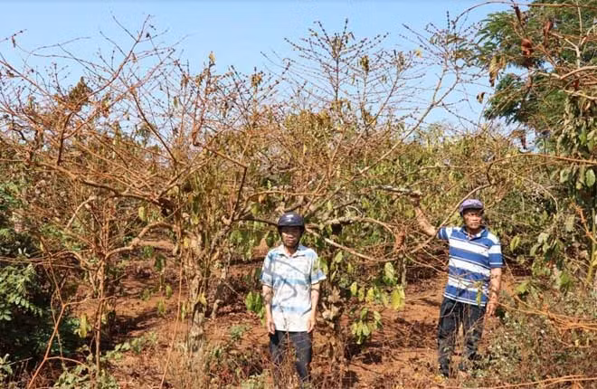 Những vườn cà phê đang phải nằm “chờ chết” từ khi có quyết định thu hồi đất. Những vườn cà phê đang phải nằm “chờ chết” từ khi có quyết định thu hồi đất.