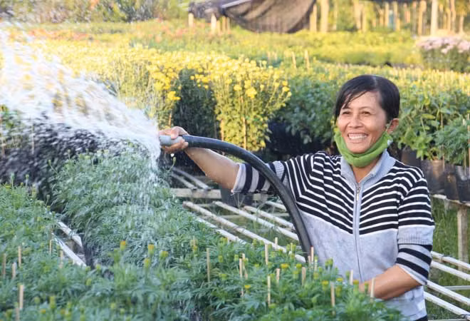 Nông dân làng hoa Sa Đéc chăm sóc hoa Tết.