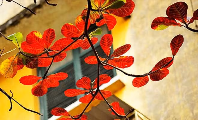 Lá bàng vào thu đỏ ối trên sân trường.