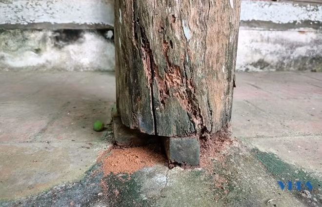 Kèo cột bên trong đền thờ Hoàng Giáp Lê Bật (tại trung tâm thành phố Thanh Hoá) bị xuống cấp nghiêm trọng.