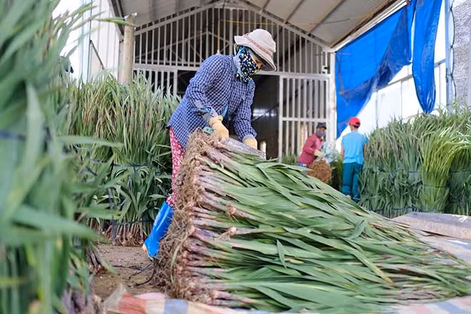 Giá các loại hoa Tết ở Đà Lạt đang xuống rất thấp do ảnh hưởng của dịch bệnh COVID-19.