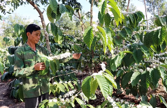 Ông Nguyễn Ngọc Hùng, làng Kon Rơ Sa, xã Tân Lập, huyện Kon Rẫy hiến 2.642 mét vuông đất và rẫy cà phê để làm cầu. Ảnh: TTXVN