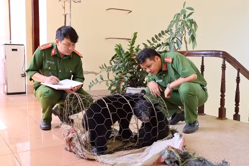 Chuyển giao 3 cá thể gấu ngựa cho Vườn quốc gia Cát Tiên ảnh 2