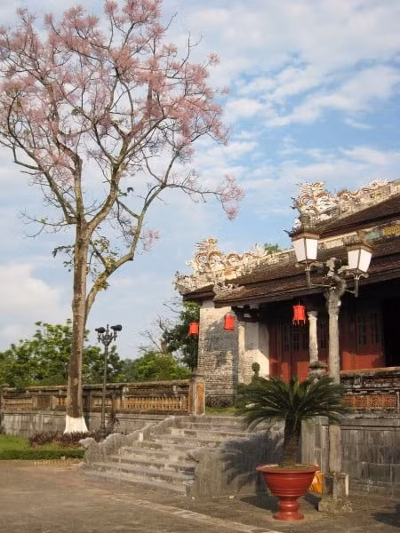 Cây ngô đồng nở hoa trong Thành Nội Huế! Cây ngô đồng nở hoa trong Thành Nội Huế!