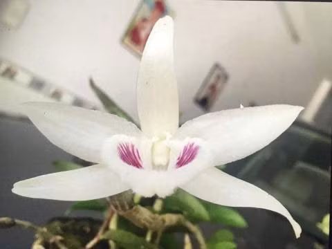 Hoa lan tiền tỷ.