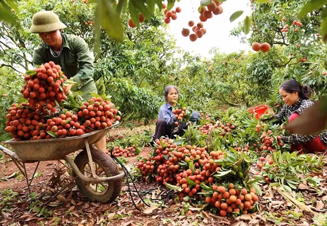 Tỉnh Bắc Giang đã xây dựng 23 vùng trồng vải, nhãn theo tiêu chuẩn quốc tế.
