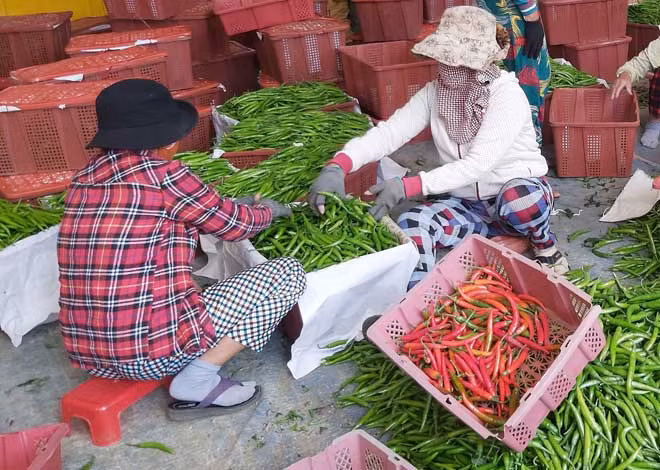 Thương lái thu mua cầm chừng Thương lái thu mua cầm chừng