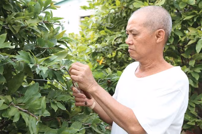 Ông Mã Văn Phương chăm cây mai 50 tuổi. Ông Mã Văn Phương chăm cây mai 50 tuổi.