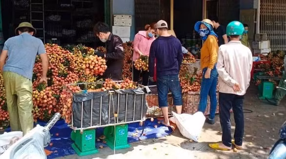 Giá vải đẹp 20 nghìn/kg; còn những loại khác từ 16 - 17 nghìn/kg; 12-13 nghìn/kg.