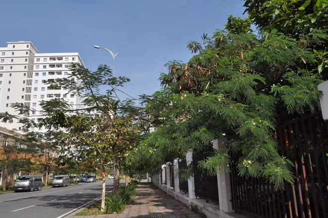 Dễ sống và cho tán rộng, cây keo dậu được trồng nhiều làm hàng rào.